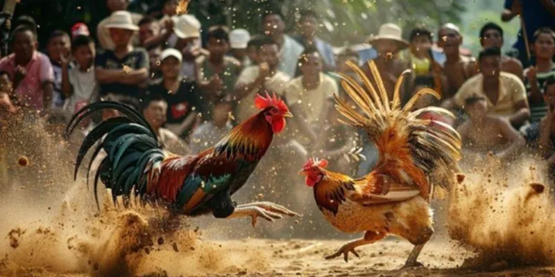 Cách soi kèo đá gà – Mẹo đọc trận nhanh và chính xác 4 Cách soi kèo đá gà hiệu quả, nhanh chóng và chính xác
